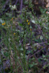 Senecio microphyllus
