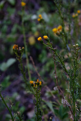 Senecio microphyllus