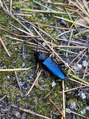 Semanotus amethystinus