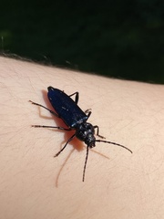 Semanotus amethystinus