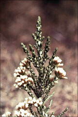 Ozothamnus cupressoides