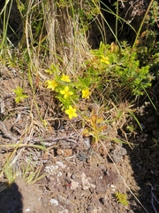 Lysimachia azorica