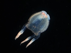 Copula sivickisi