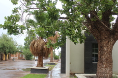 Platanaceae