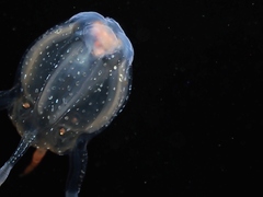 Copula sivickisi