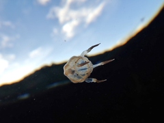 Copula sivickisi