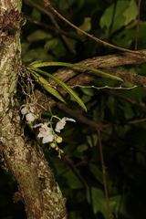 Sarcochilus