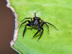 Chapoda