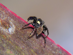 Chapoda
