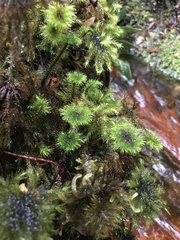 Mniodendron comosum