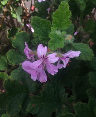 Pelargonium