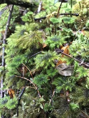 Mniodendron comosum