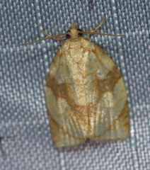 Adoxophyes negundana