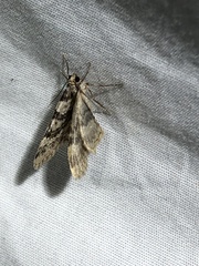 Zenophleps obscurata