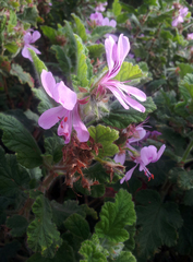 Pelargonium