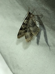 Zenophleps obscurata