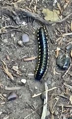 Harpaphe haydeniana scotia