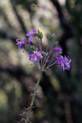 Alstroemeria revoluta
