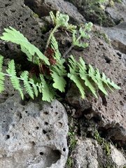 Cheiloplecton rigidum