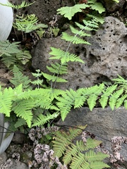 Cheiloplecton rigidum