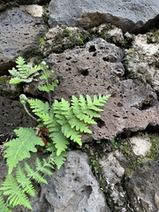 Cheiloplecton rigidum