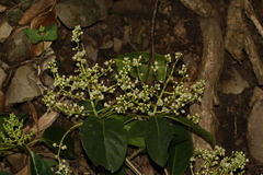 Corynocarpus dissimilis