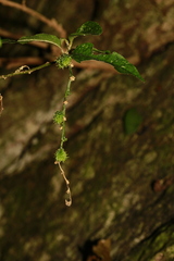 Monococcus echinophorus