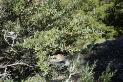 Cercocarpus ledifolius intermontanus