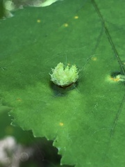 Dasineura crataegibedeguar