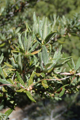 Cercocarpus ledifolius intermontanus