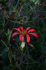 Mutisia subulata subulata