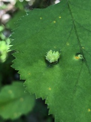 Dasineura crataegibedeguar