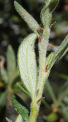 Cercocarpus ledifolius intermontanus