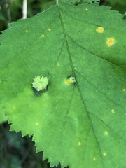 Dasineura crataegibedeguar