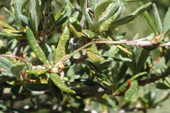 Cercocarpus ledifolius intermontanus
