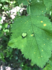 Dasineura crataegibedeguar
