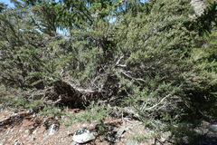 Cercocarpus ledifolius intermontanus