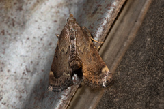 Hypsopygia phoezalis