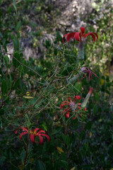 Mutisia subulata subulata