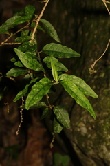 Monococcus echinophorus