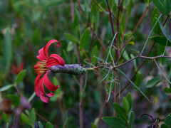 Mutisia subulata subulata