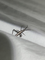 Acantherus piperatus