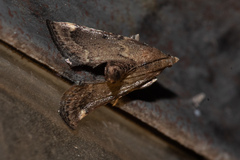 Hypsopygia phoezalis