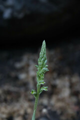 Brachystele unilateralis