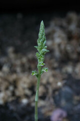 Brachystele unilateralis