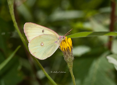 Colias interior image
