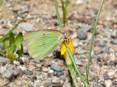 Colias interior image