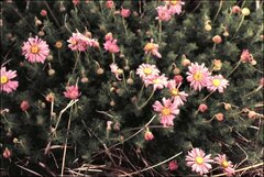 Brachyscome rigidula