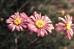 Brachyscome rigidula