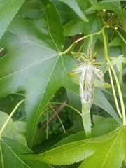 Phyllocnistis liquidambarisella